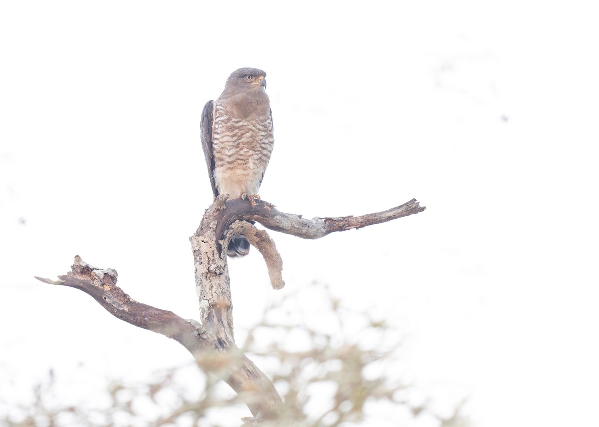 Fasciated Snake-Eagle - Heyn de Kock