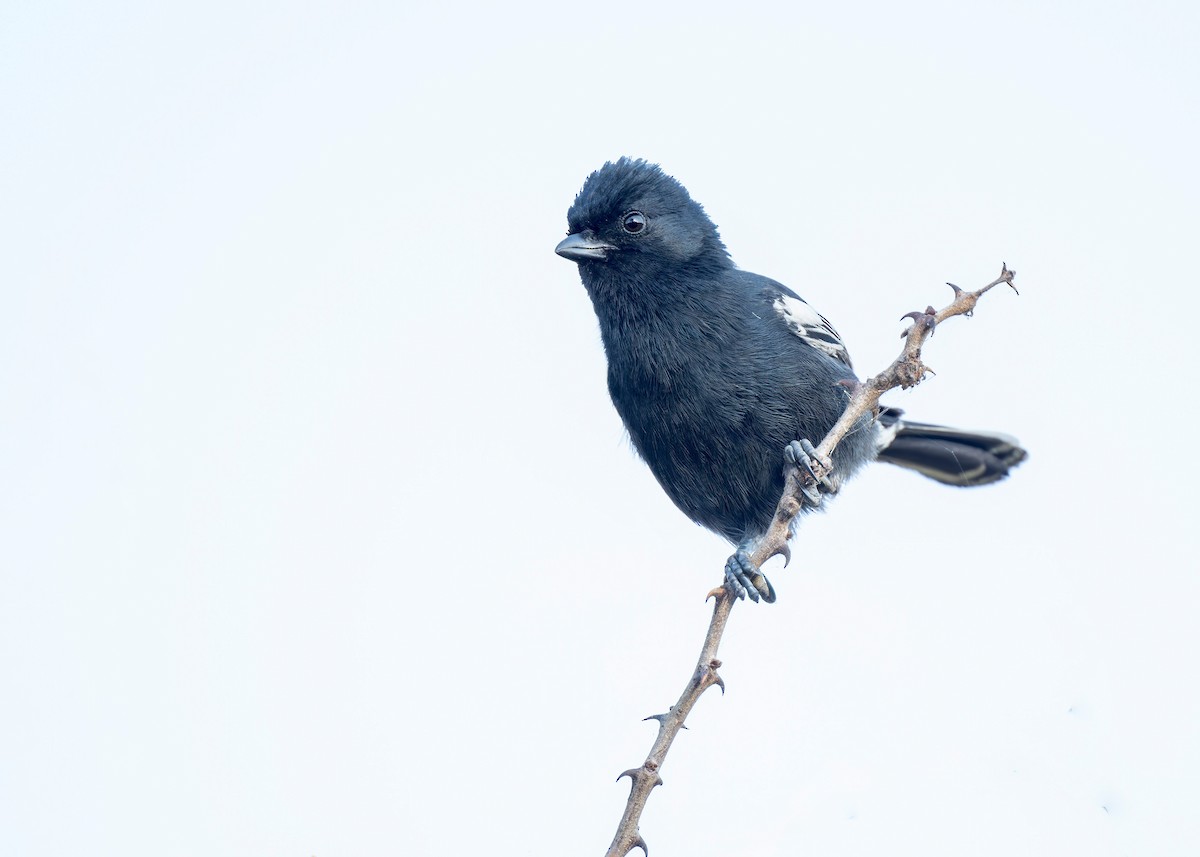 Southern Black-Tit - ML621420220