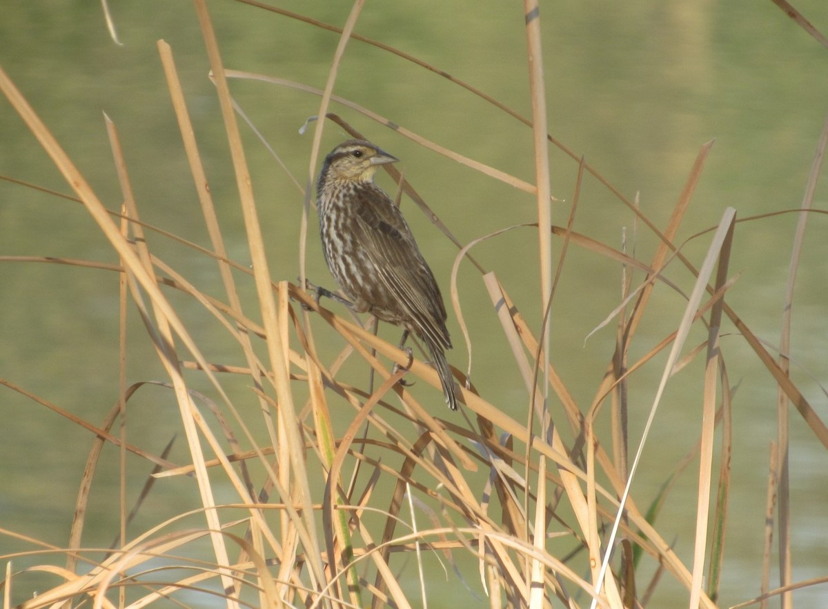 Red-winged Blackbird - Loren Hintz