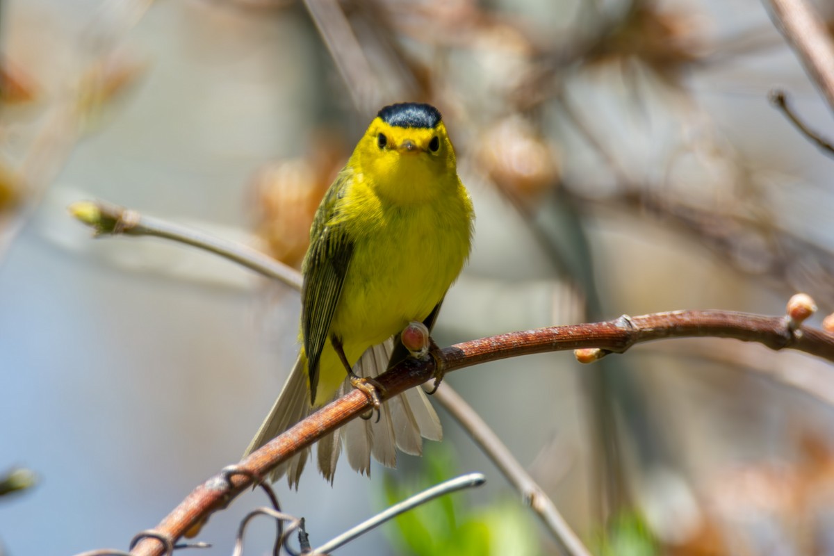 Wilson's Warbler - ML621420275