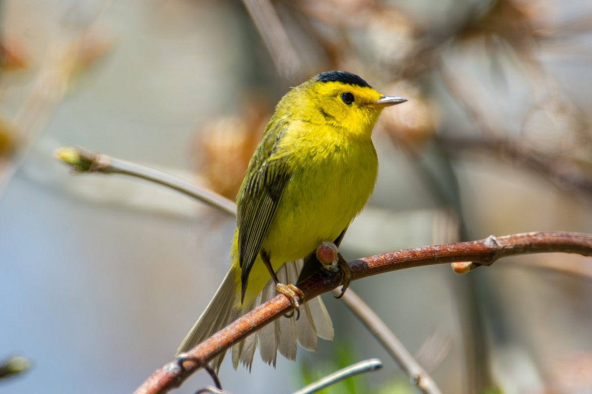 Wilson's Warbler - ML621420276