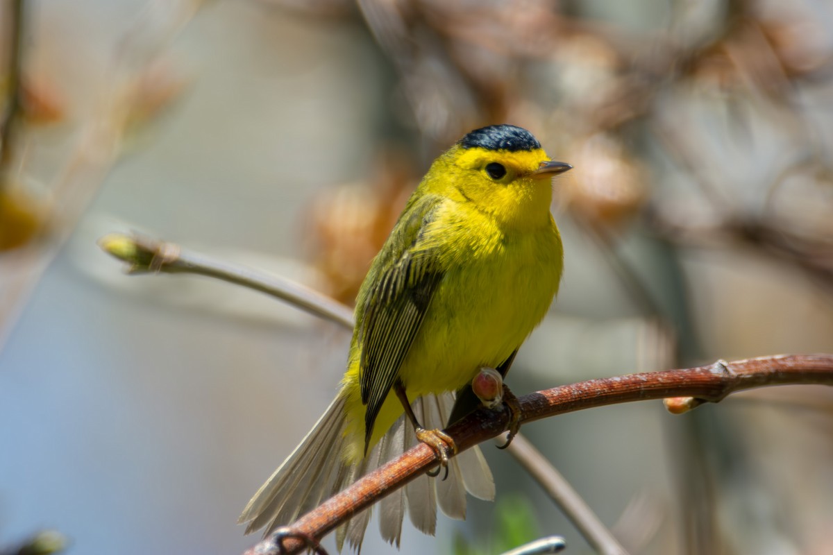 Wilson's Warbler - ML621420277