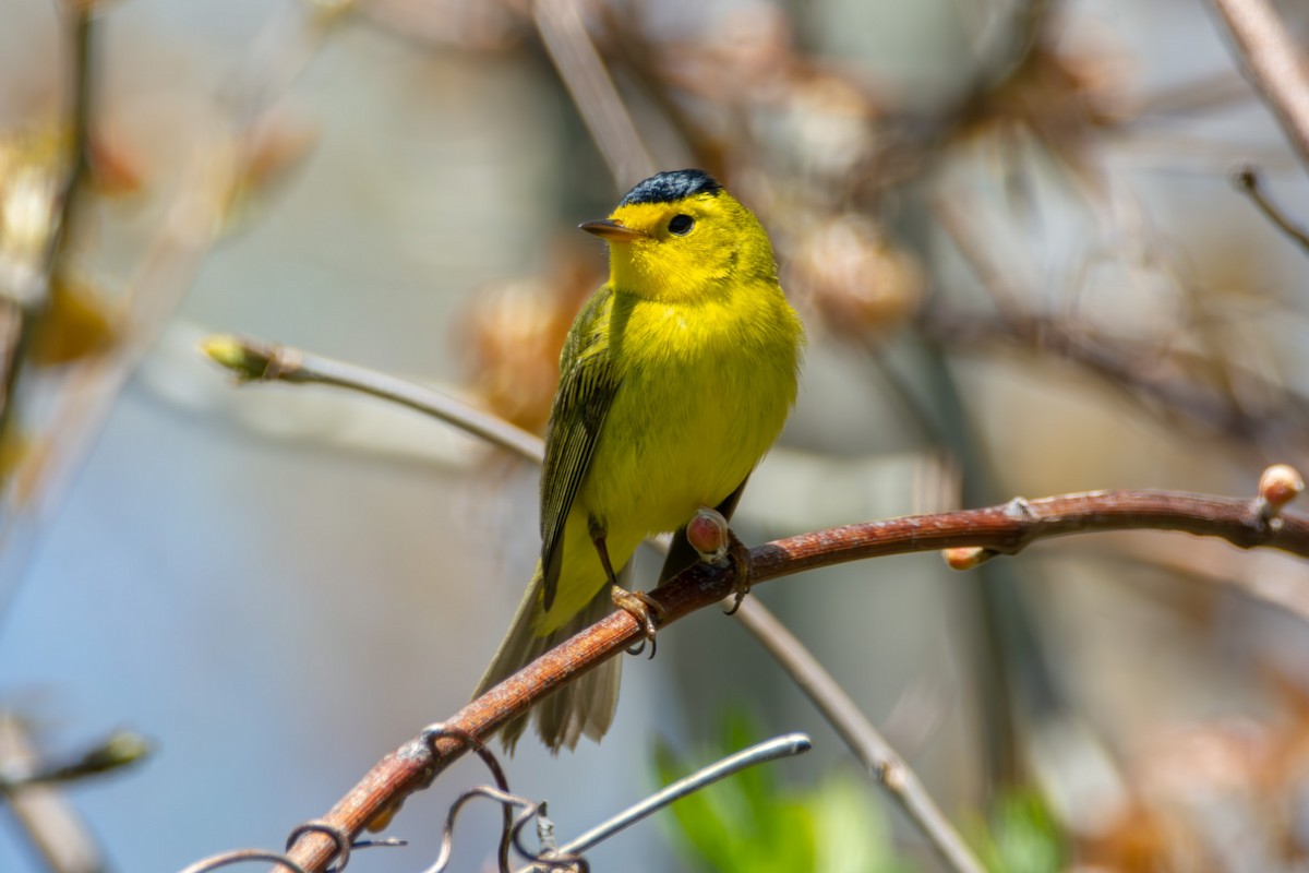 Wilson's Warbler - ML621420278