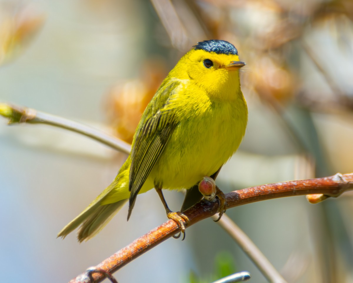 Wilson's Warbler - ML621420279