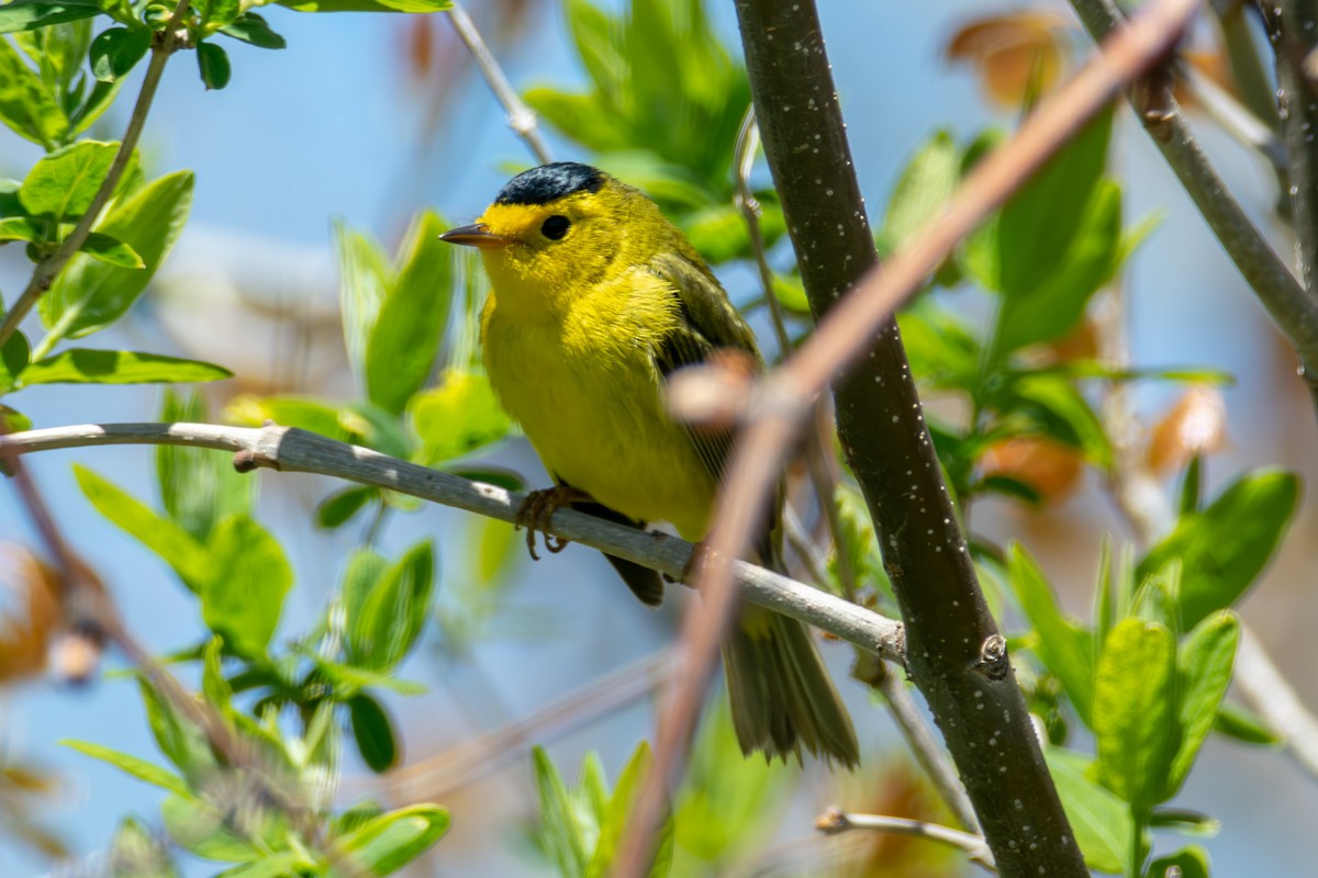 Wilson's Warbler - ML621420280