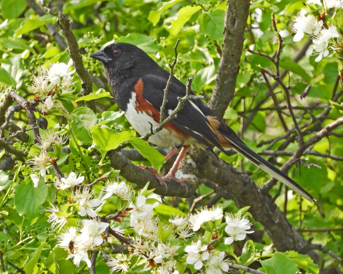 Eastern Towhee - ML621420337