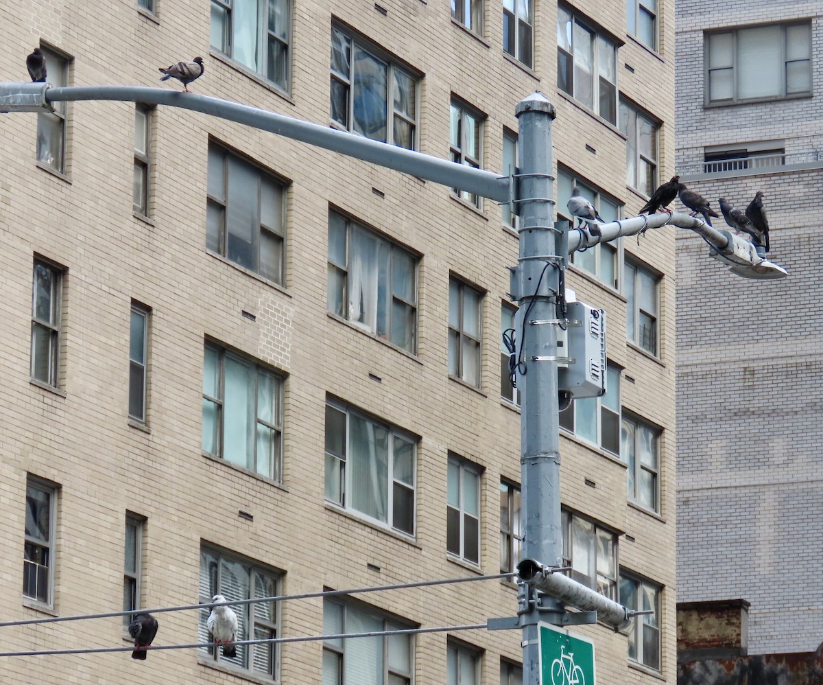 Piccione domestico - ML621420420