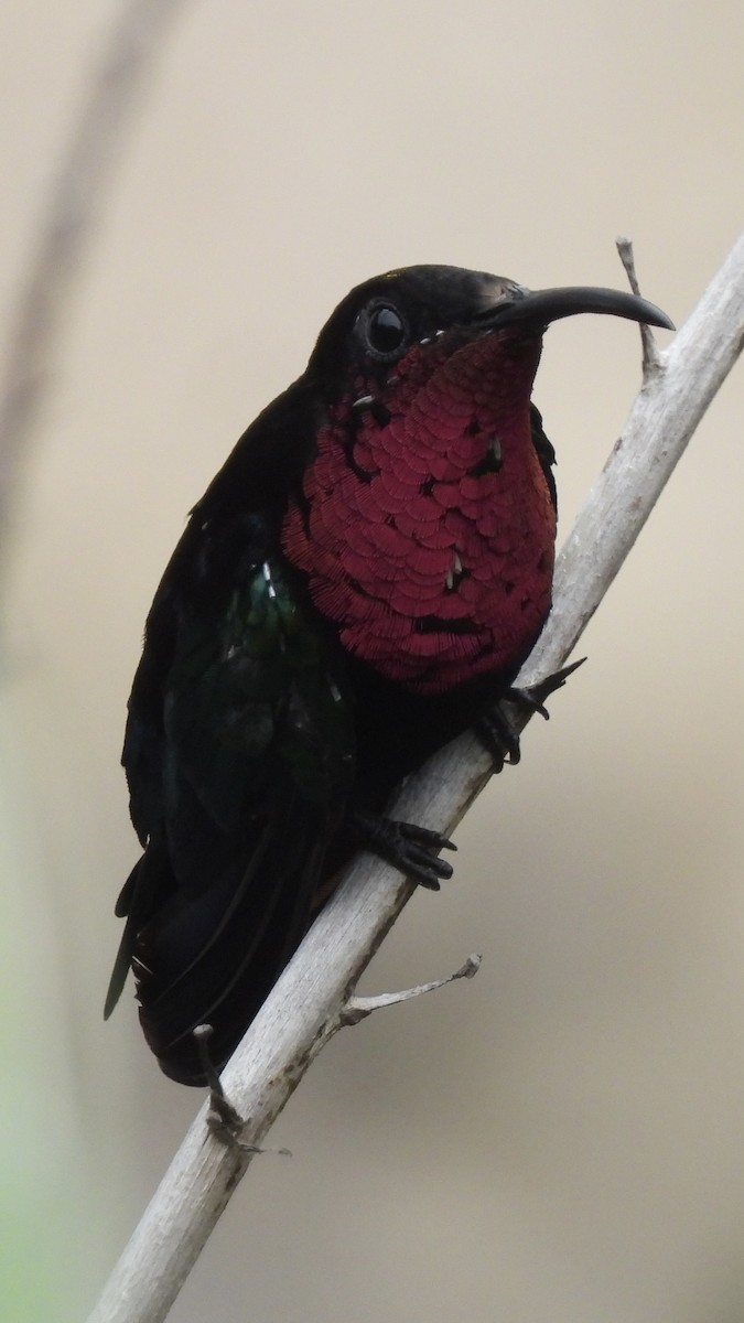 Purple-throated Carib - ML621420432