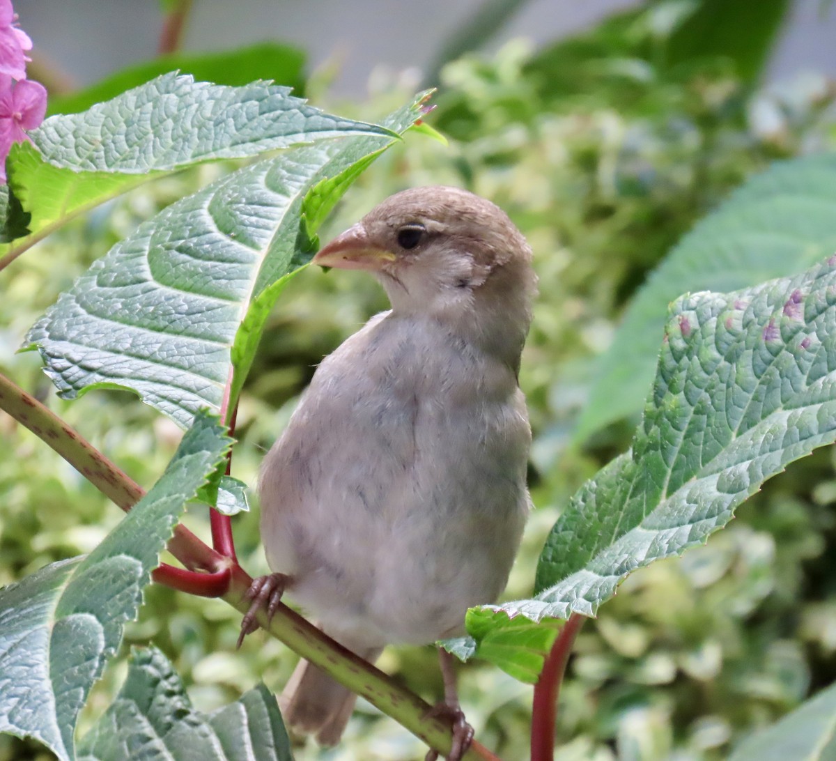 Домовый воробей - ML621420503