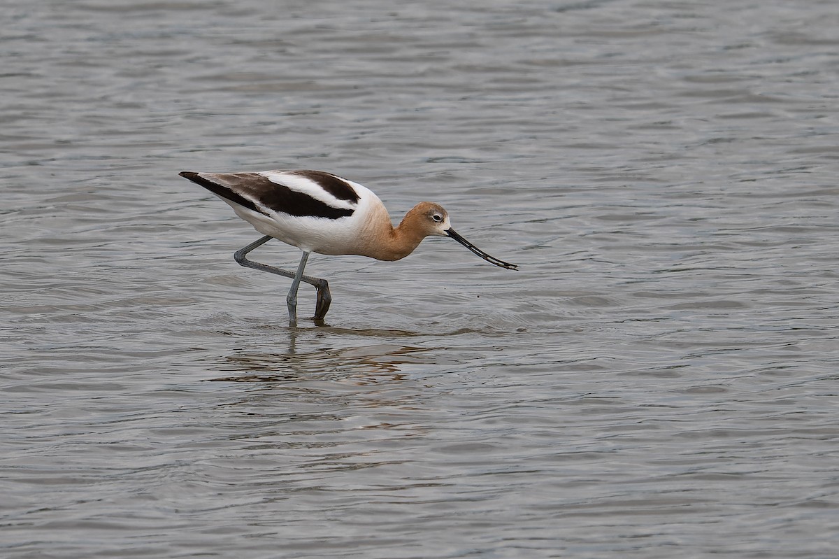 American Avocet - Don Danko