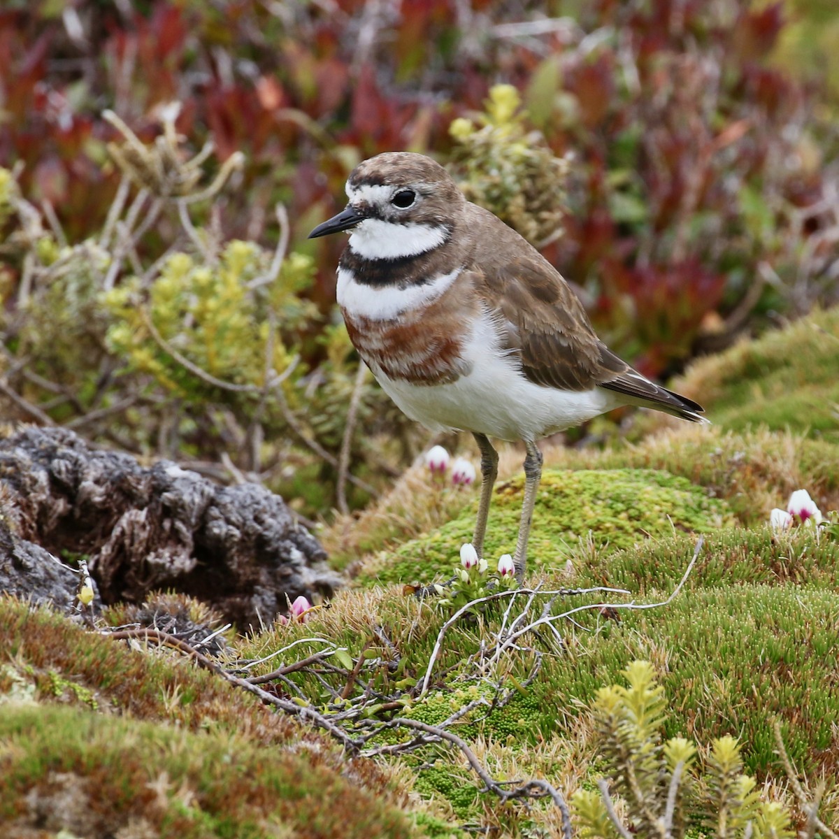 Double-banded Plover - ML621420544