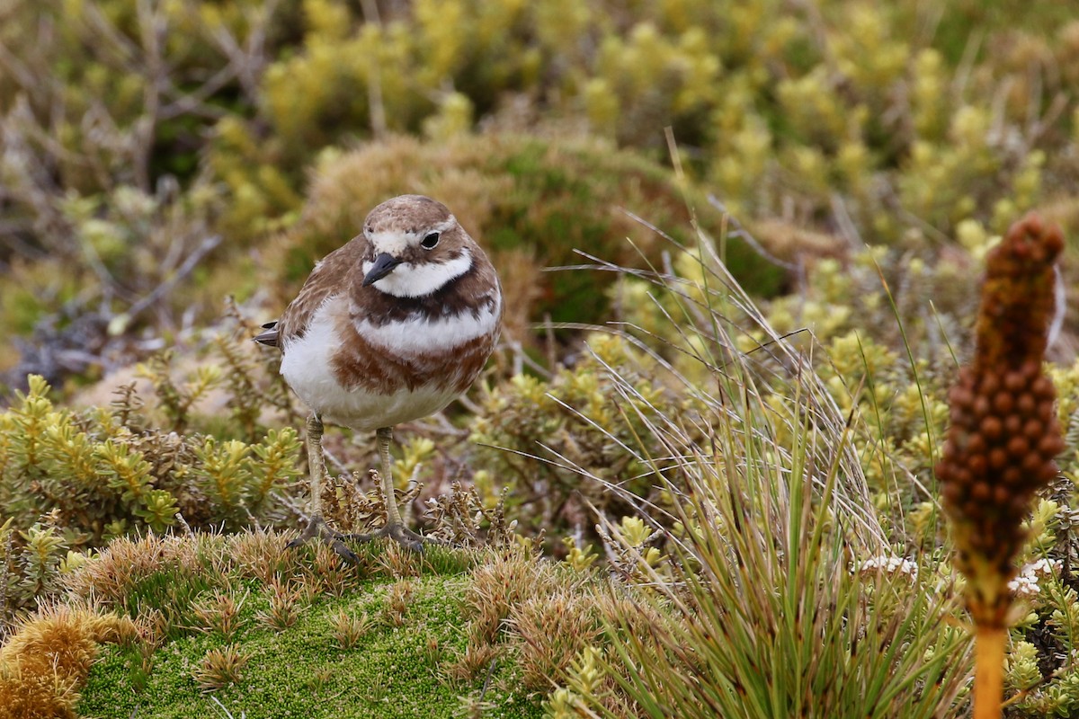 Double-banded Plover - ML621420578