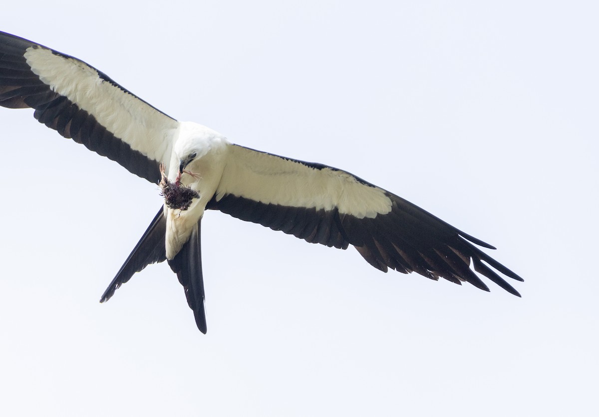 Swallow-tailed Kite - ML621420696