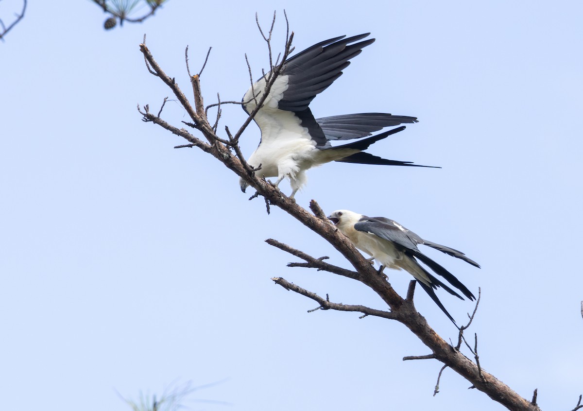 Swallow-tailed Kite - ML621420697