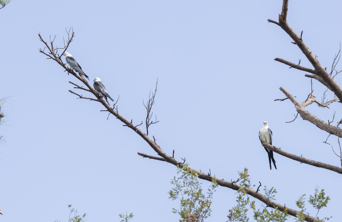 Swallow-tailed Kite - ML621420698