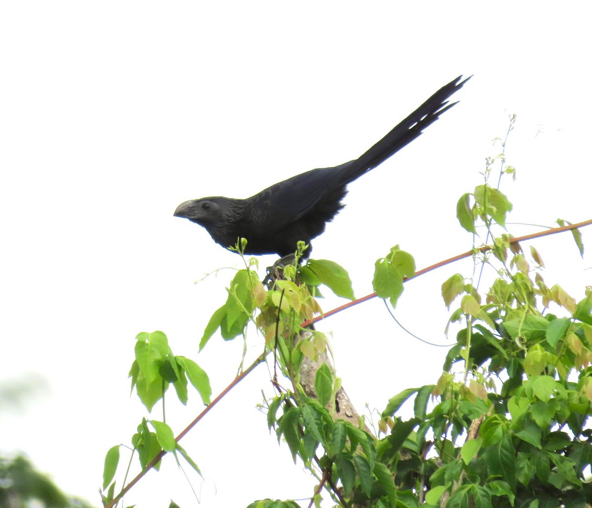 Groove-billed Ani - ML621420704