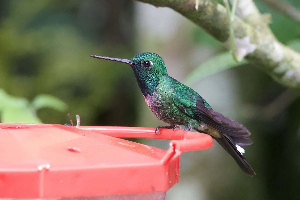 Rufous-vented Whitetip - ML621420767