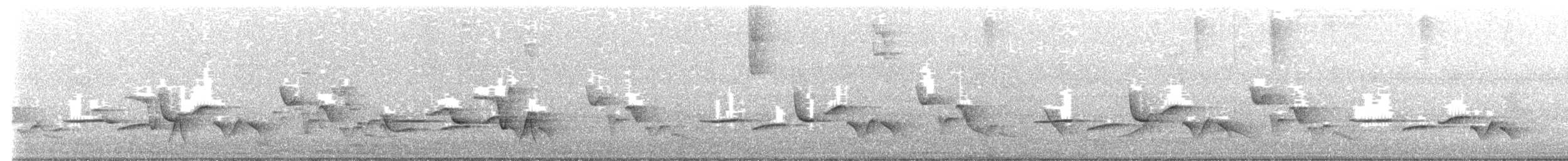 Поплітник плямистоволий (підвид columbianus) - ML621420788