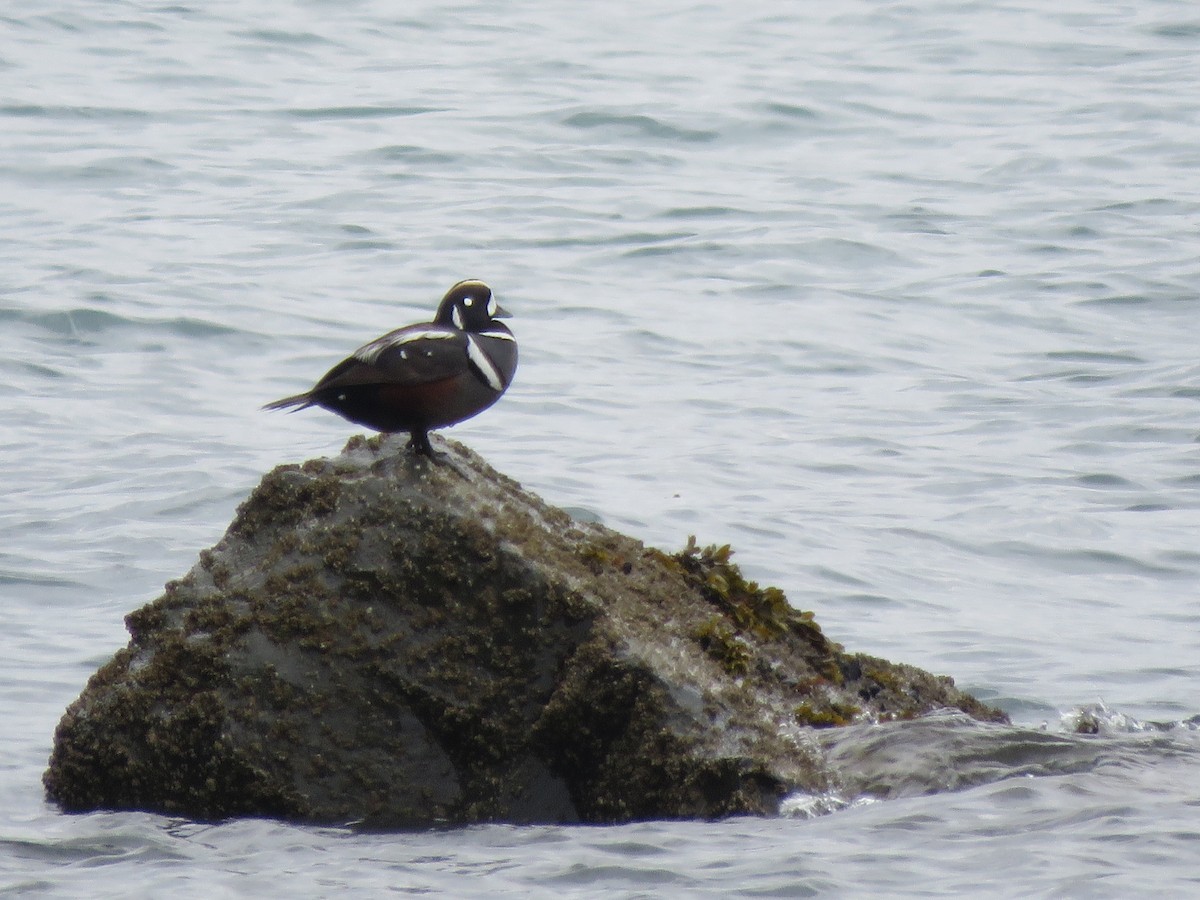 Harlequin Duck - Tom Ewert