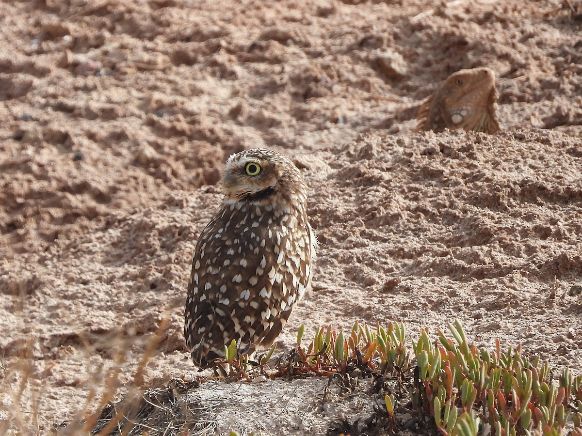 Burrowing Owl - ML621420855