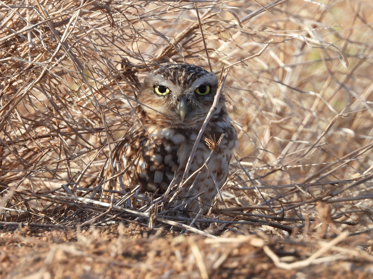 Burrowing Owl - ML621420861