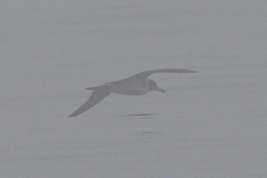 Cory's/Scopoli's Shearwater - ML621420920