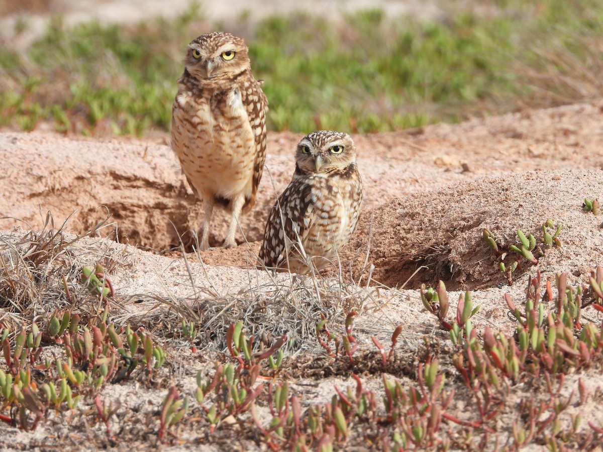 Burrowing Owl - Glenda Tromp