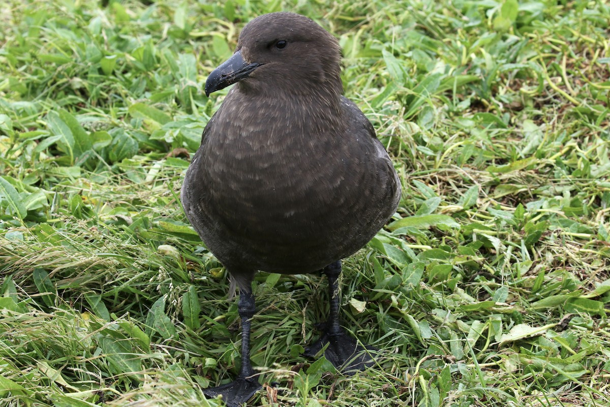 Brown Skua - ML621420953