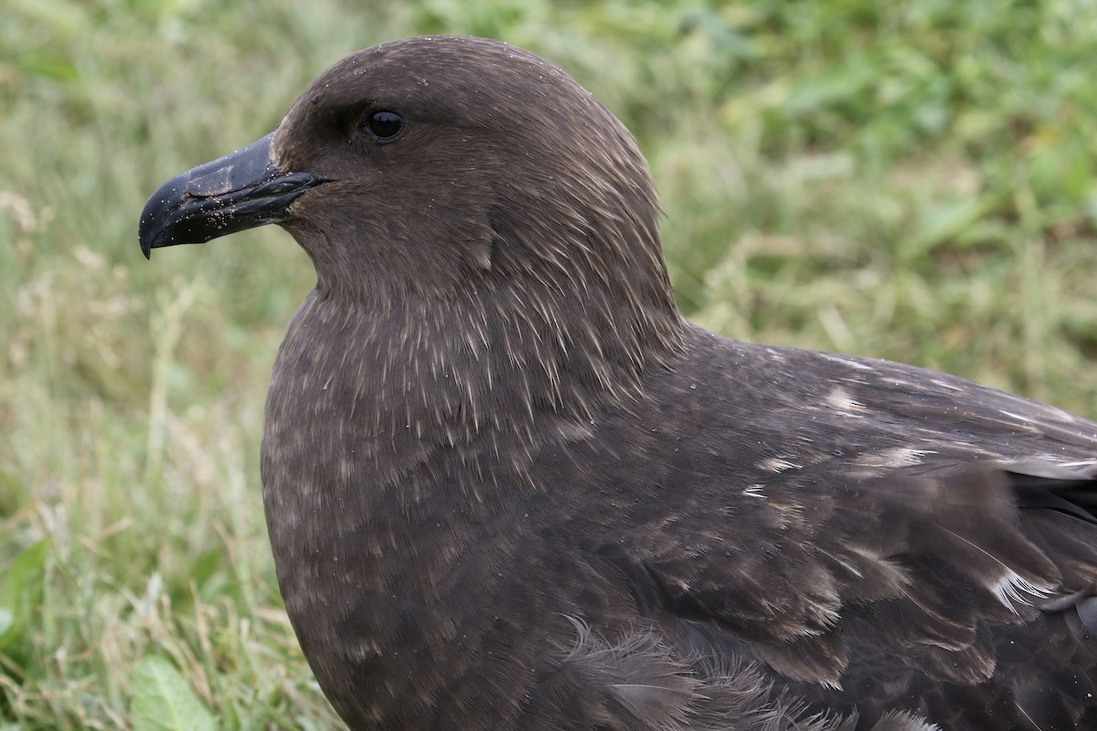 Brown Skua - ML621420972