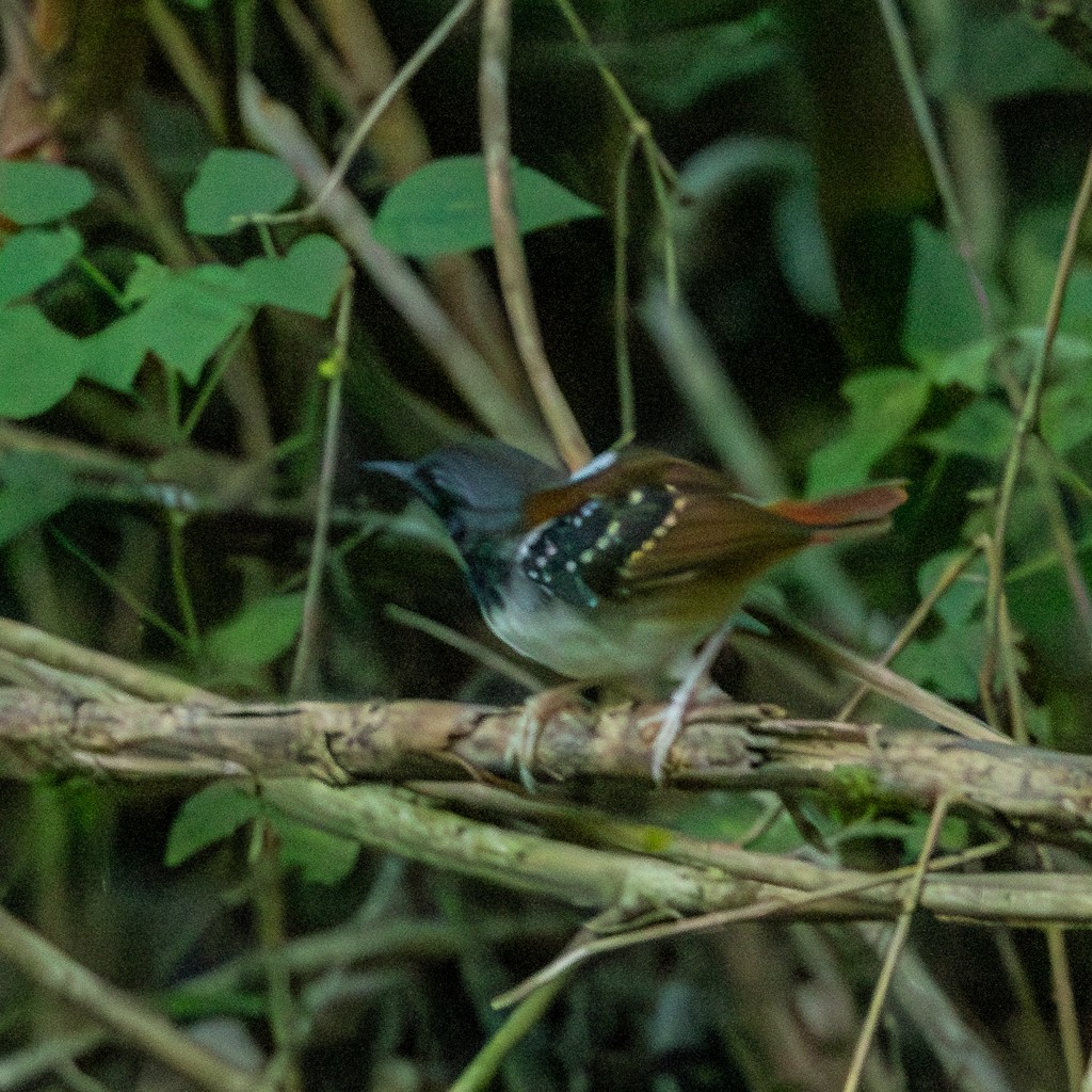 Chestnut-tailed Antbird - ML621420990