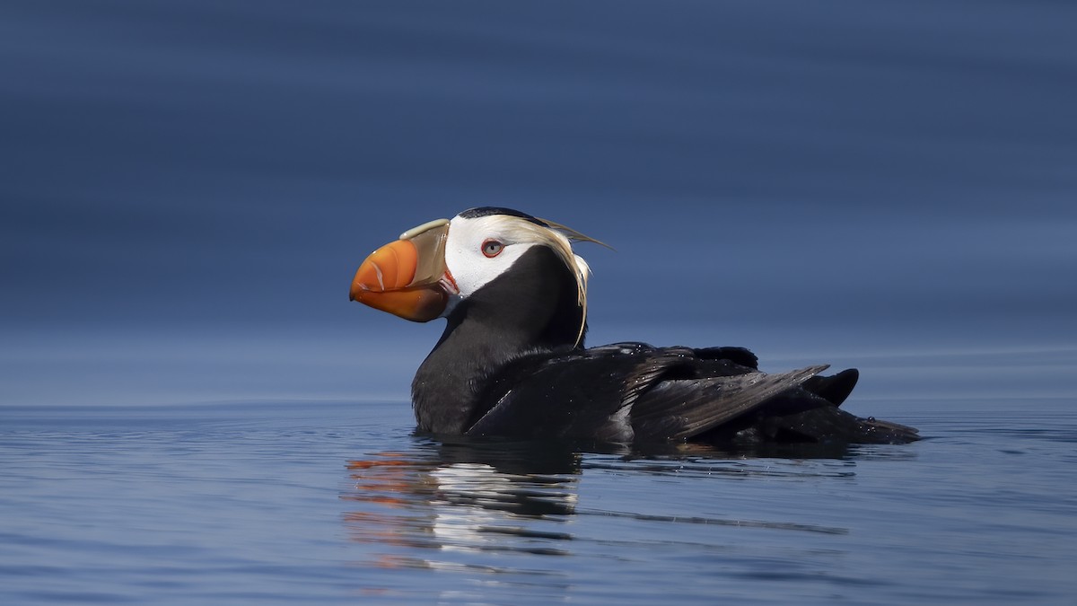 Tufted Puffin - Eric Ellingson