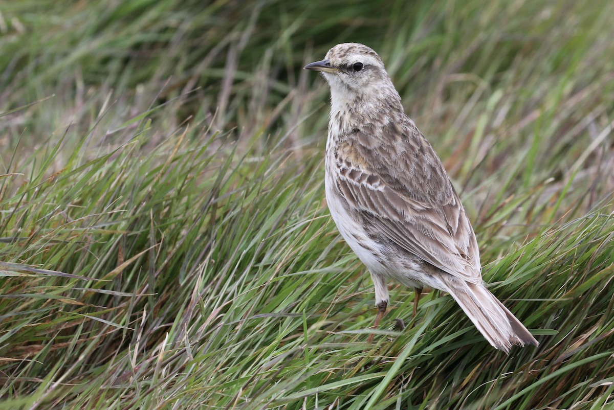 New Zealand Pipit - Sabrina Hepburn