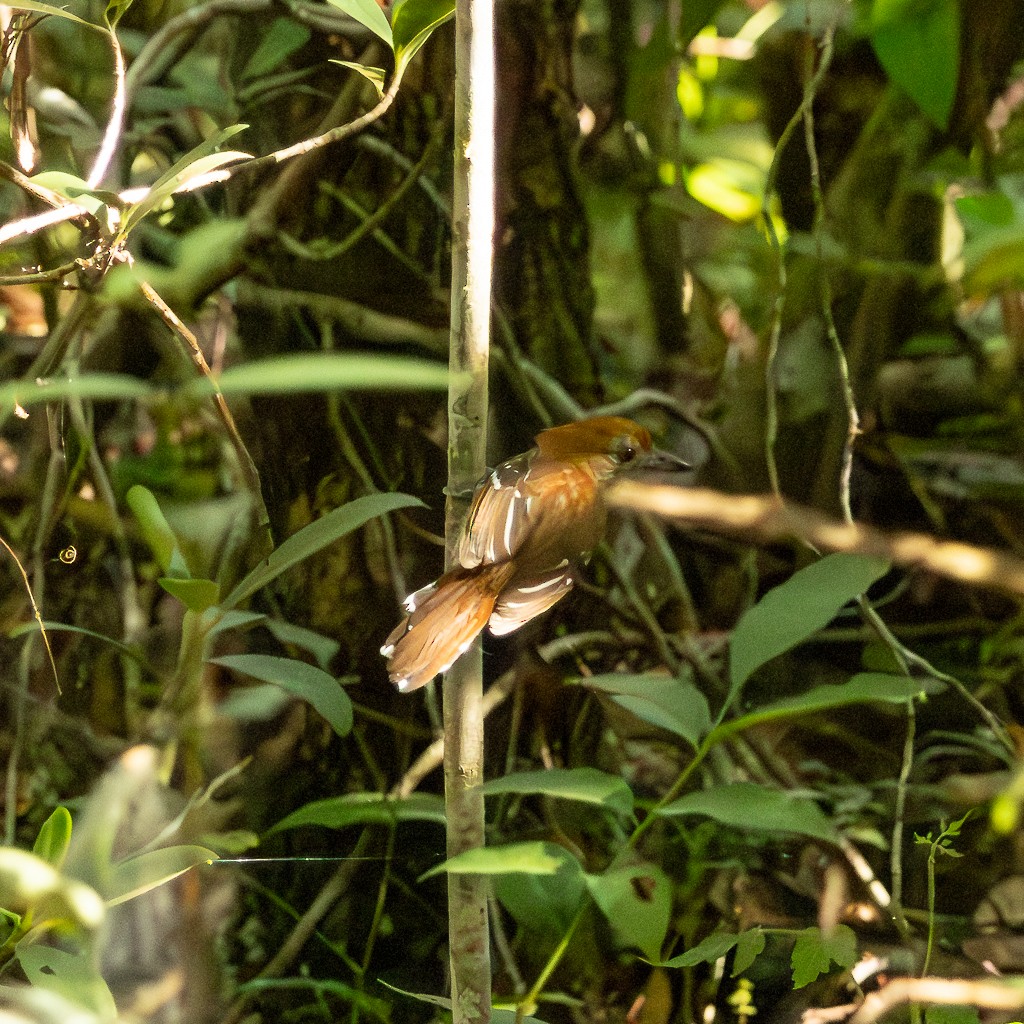 Natterer's Slaty-Antshrike - ML621421159