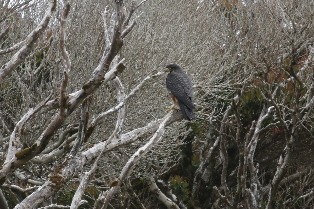 New Zealand Falcon - Sabrina Hepburn