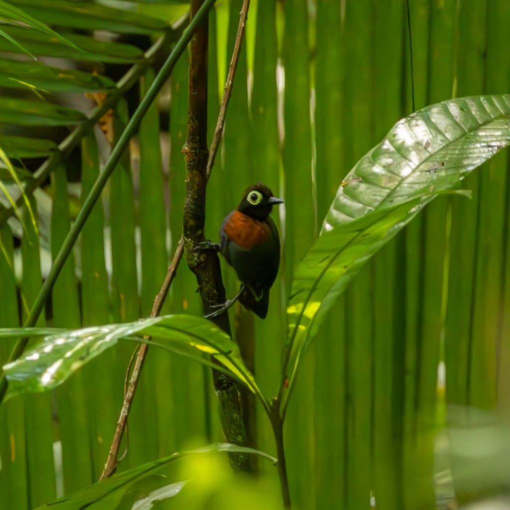 Harlequin Antbird - ML621421331