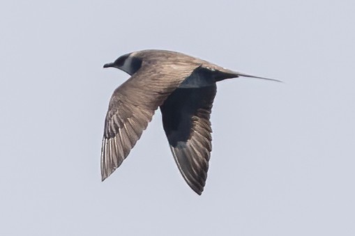 Parasitic Jaeger - ML621421354