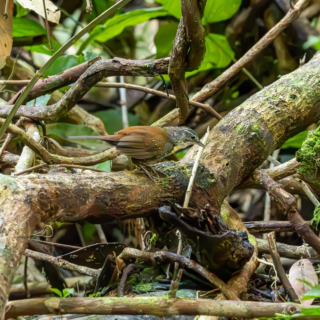 Rusty-belted Tapaculo - ML621421470