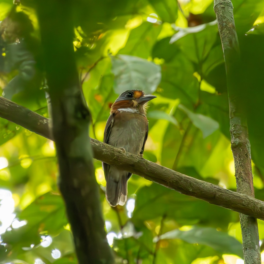 Rufous-necked Puffbird - ML621421485