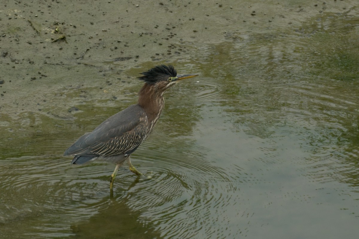 Green Heron - ML621421518