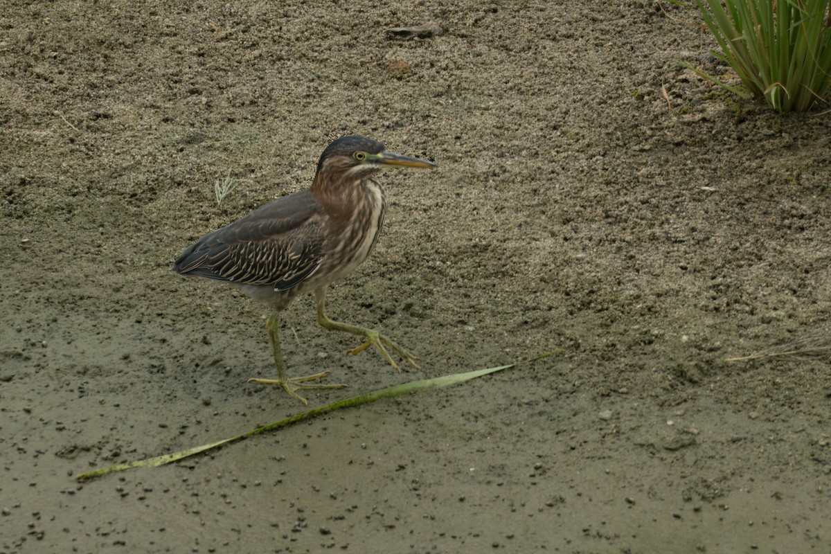 Green Heron - ML621421520