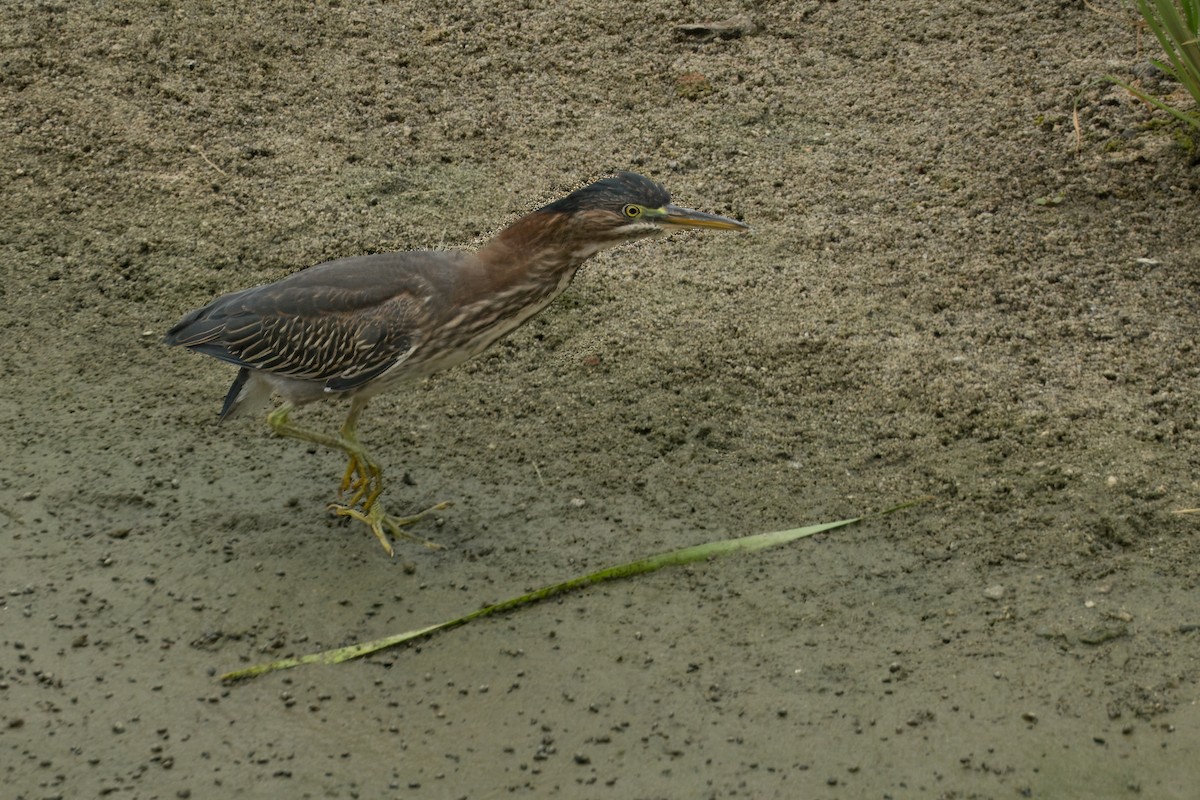 Green Heron - ML621421521