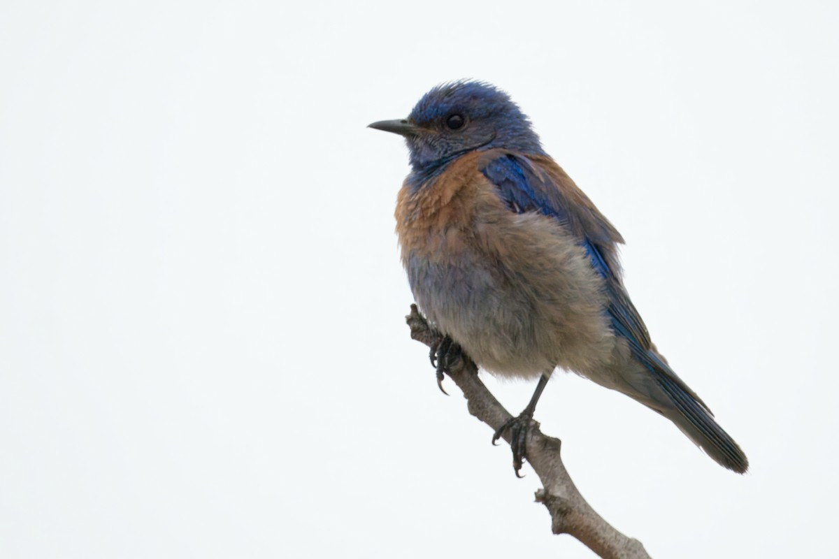 Western Bluebird - ML621421530