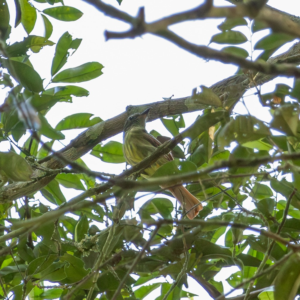 Rufous-tailed Flatbill - ML621421533