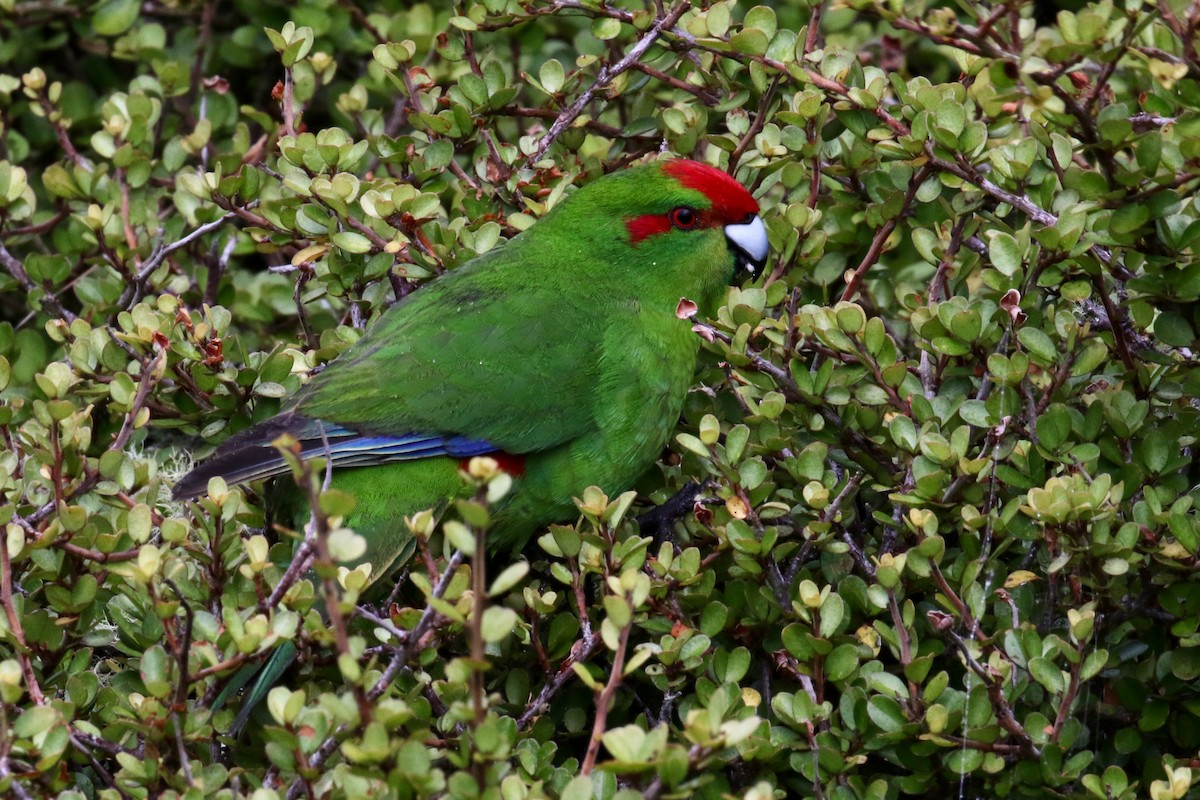 Red-crowned Parakeet - ML621421549