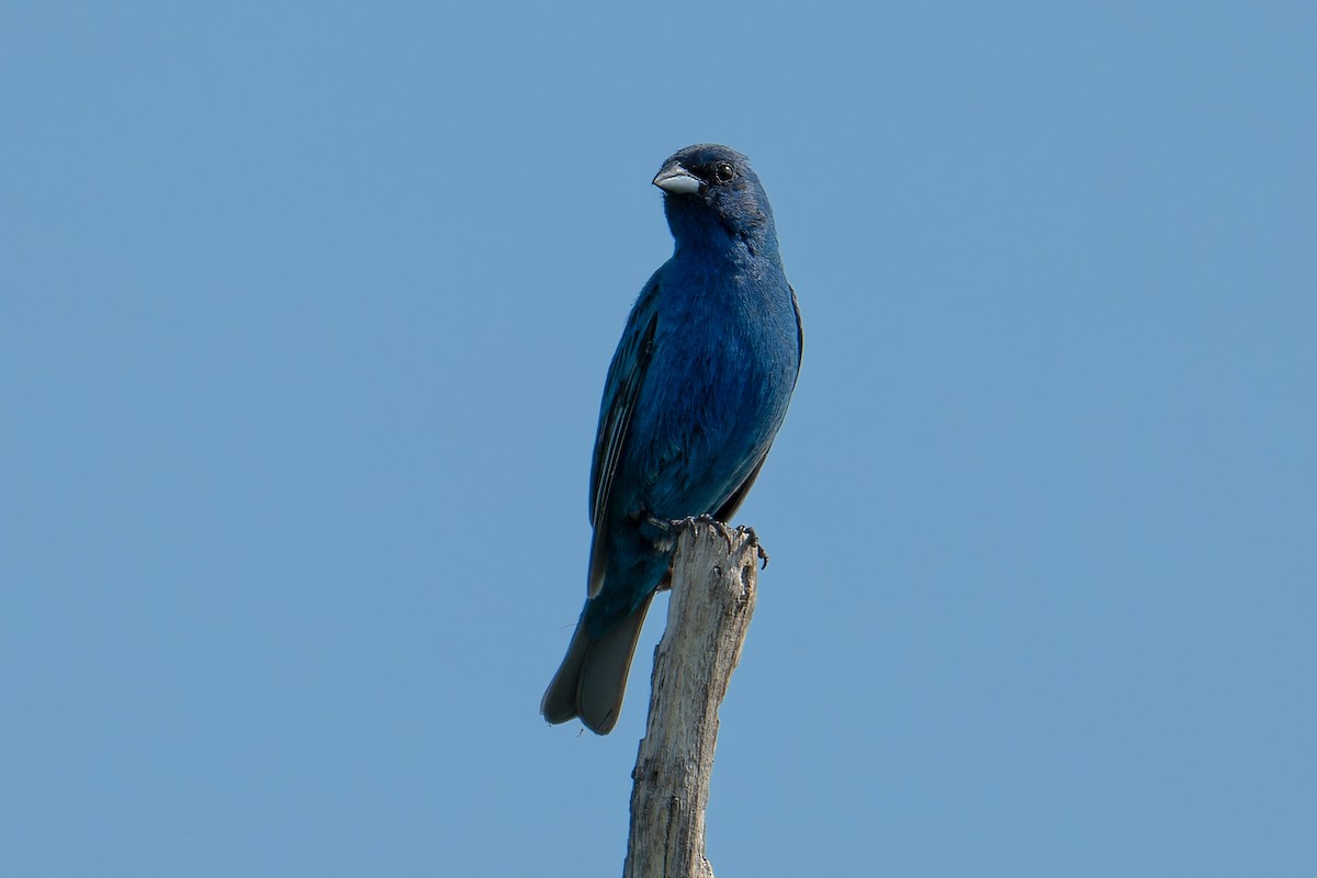 Indigo Bunting - Don Danko