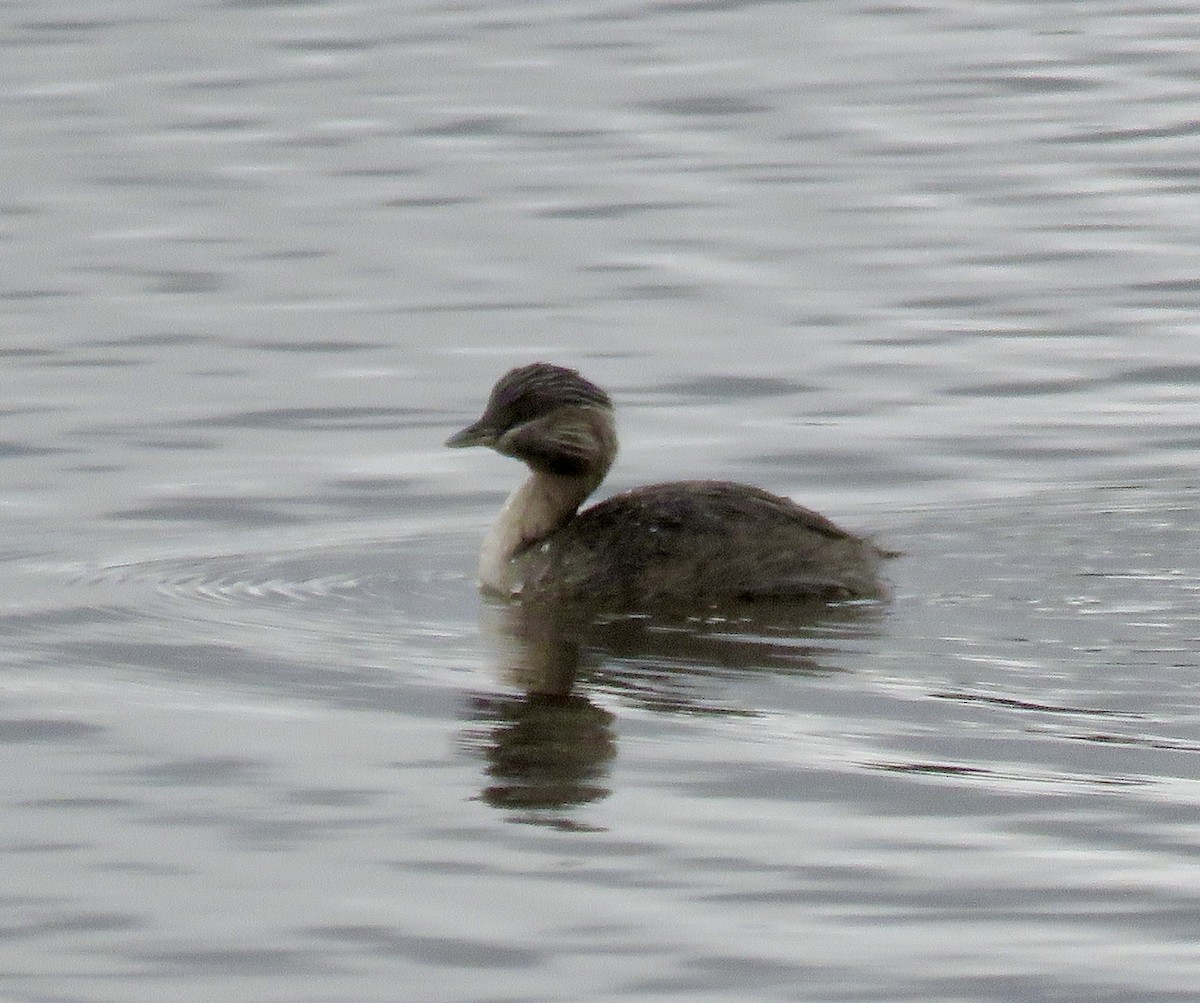 Hoary-headed Grebe - Anna McConnochie