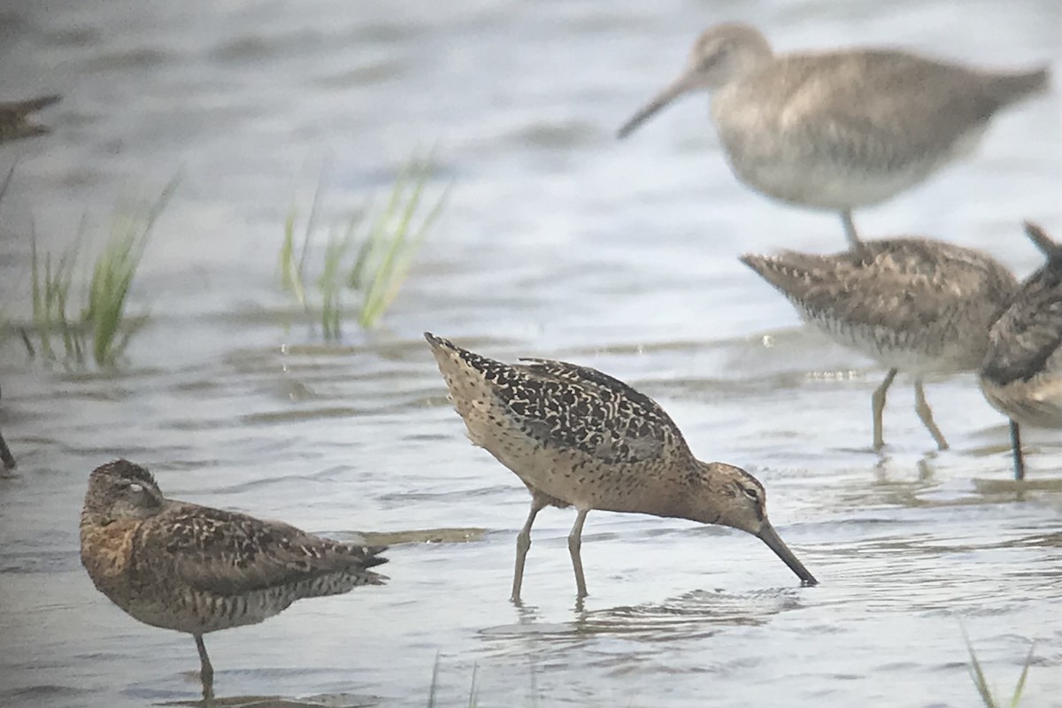 Short-billed Dowitcher (hendersoni) - ML621421750