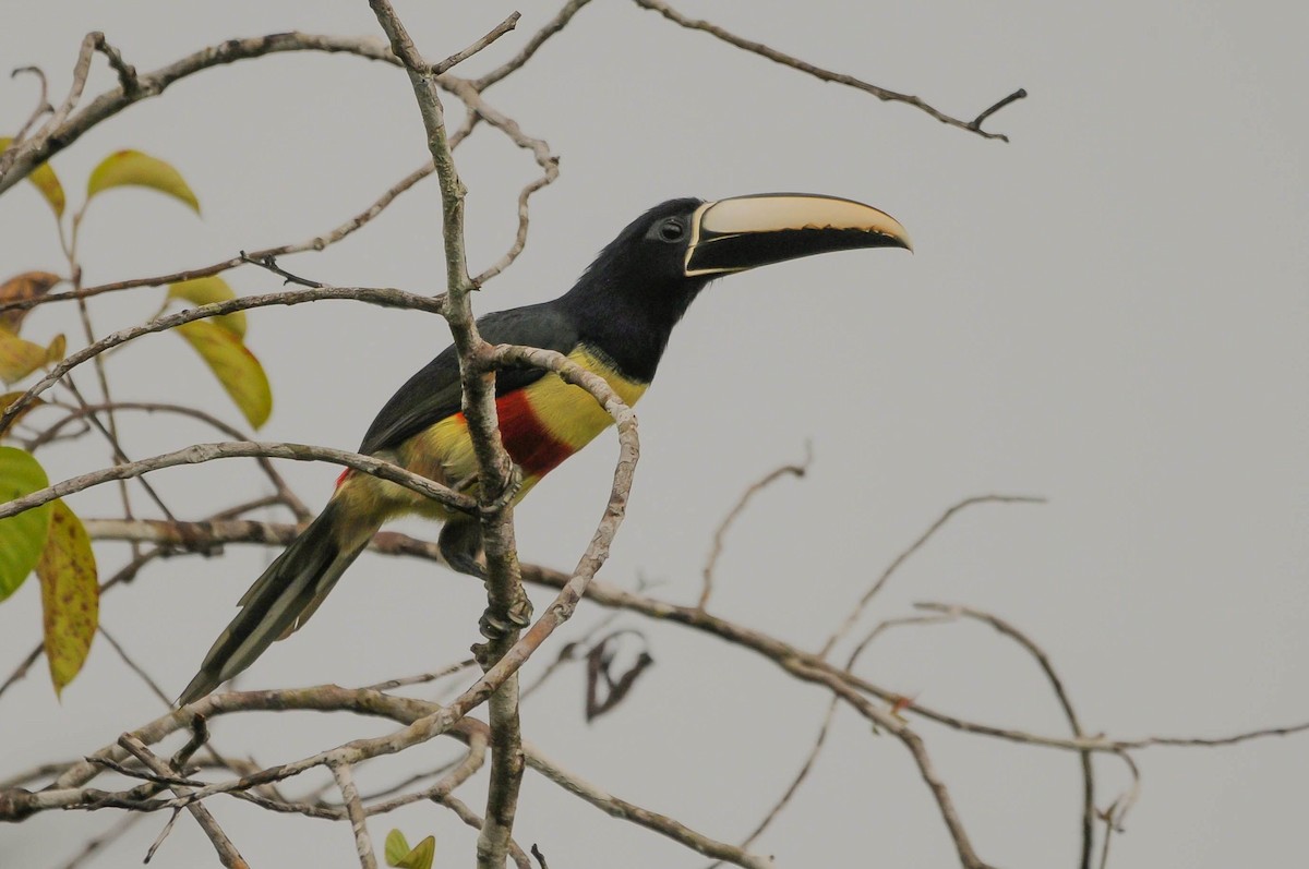 Black-necked Aracari - Guilherme Serpa (Serpa Birdwatching)