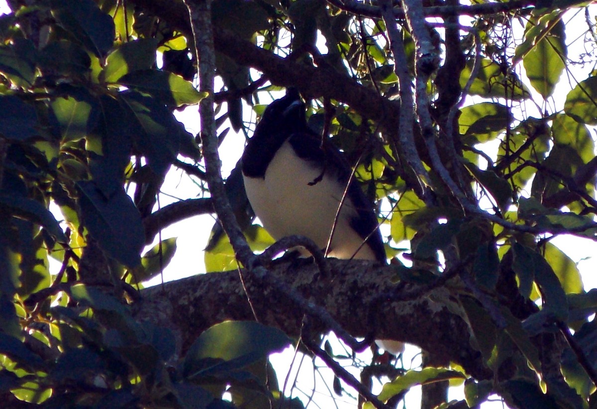 Curl-crested Jay - ML621421762