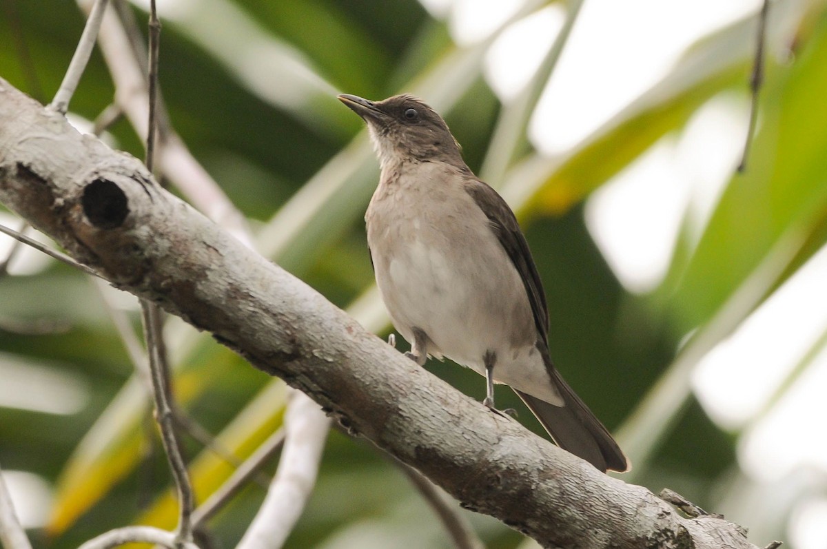 Campina Thrush - ML621421764